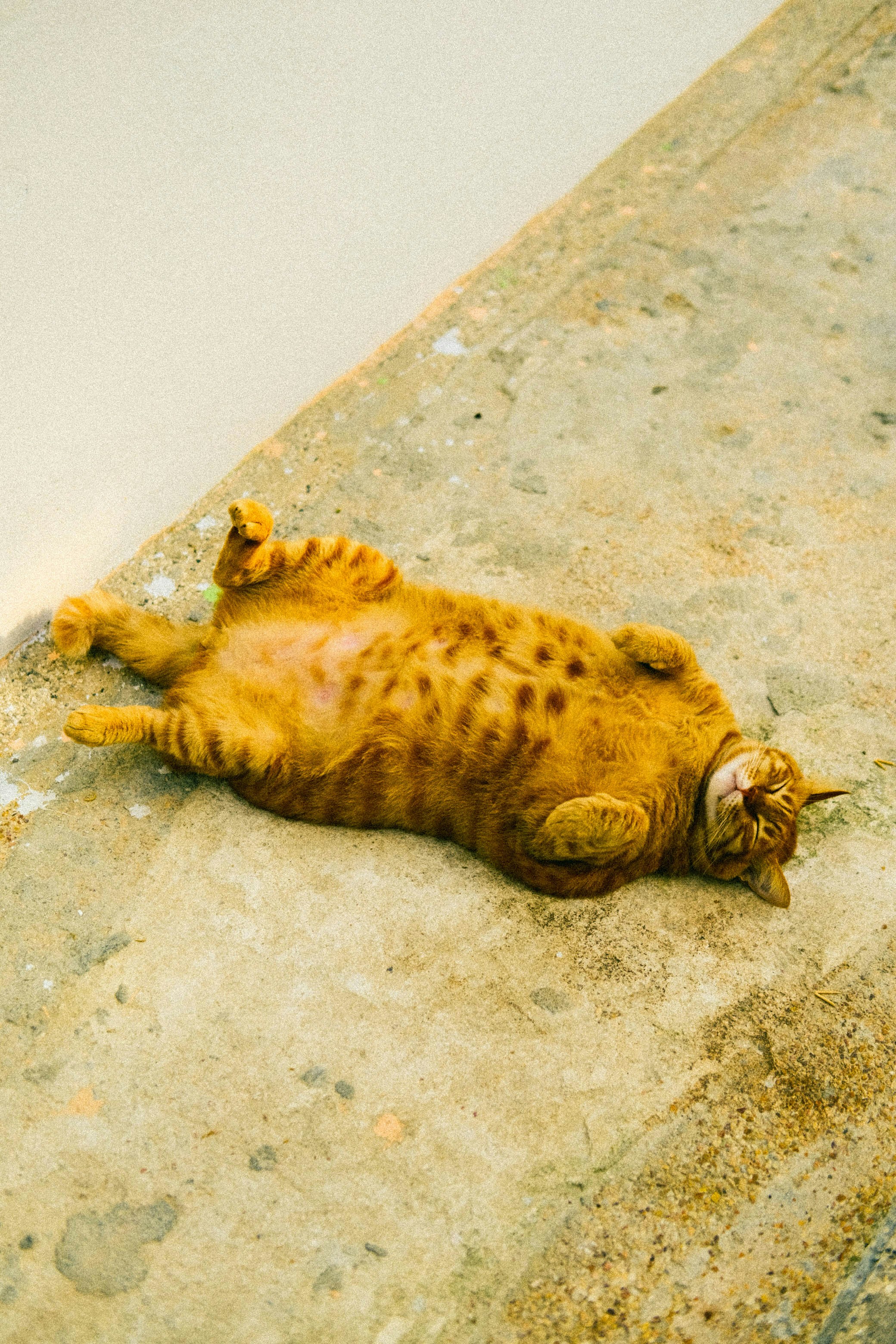 Managing Obesity in Pets