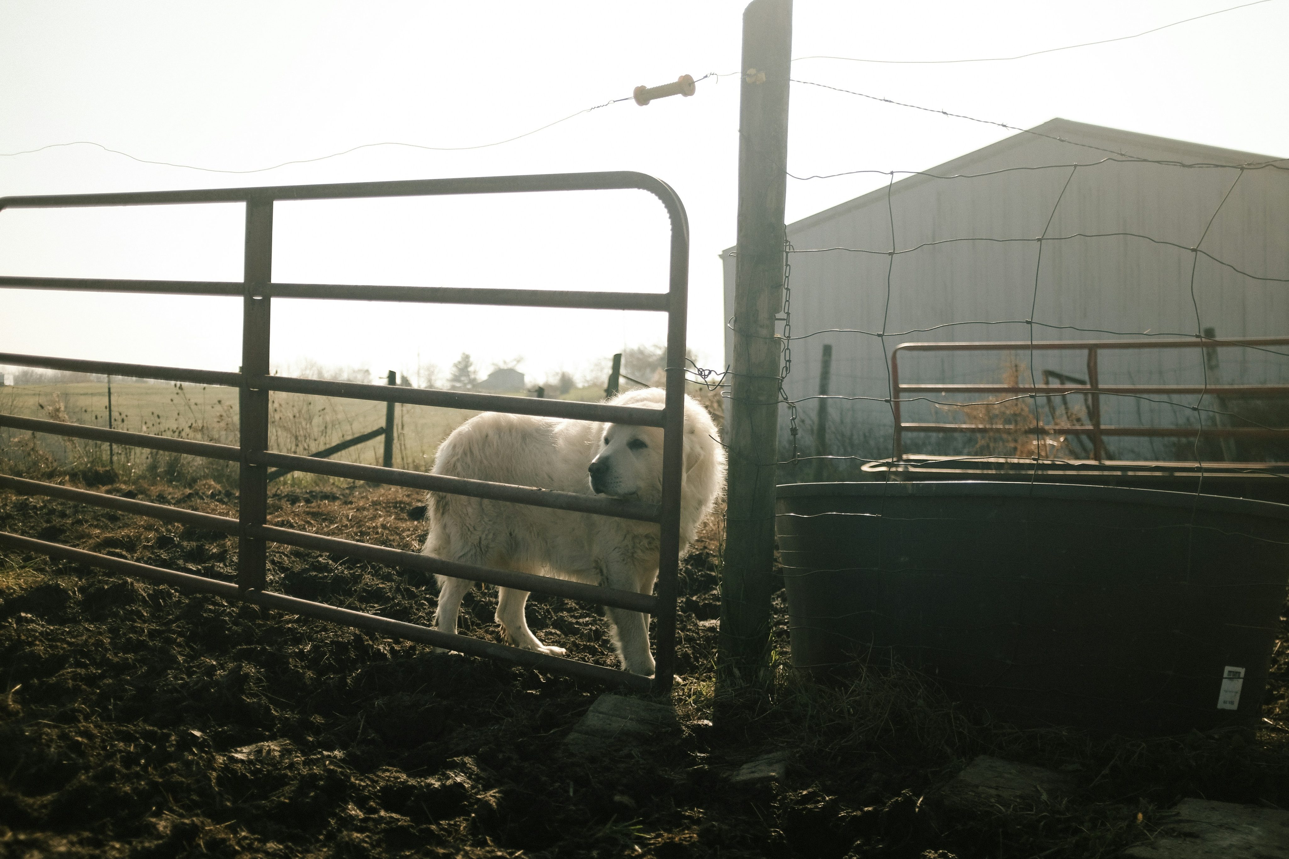 Natural Deworming