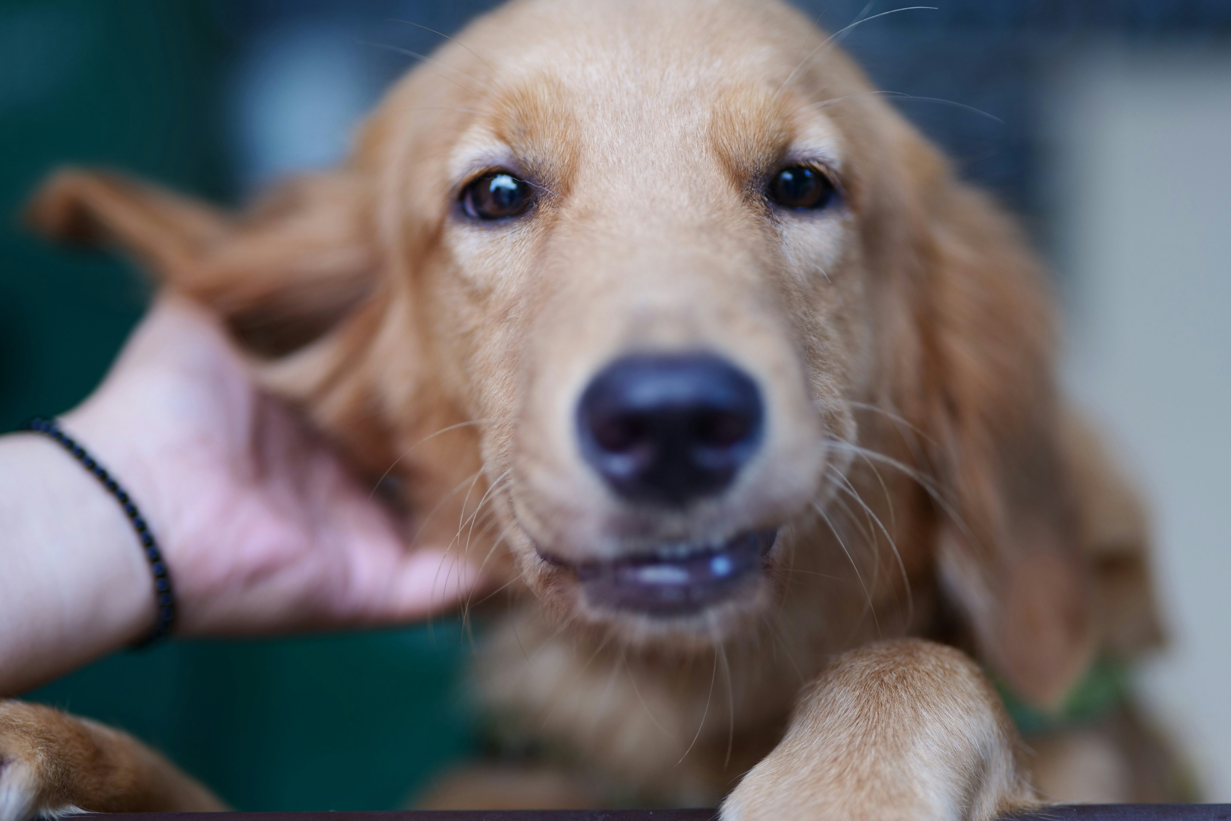 How to Manage Itching in Dogs and Cats, Holistically