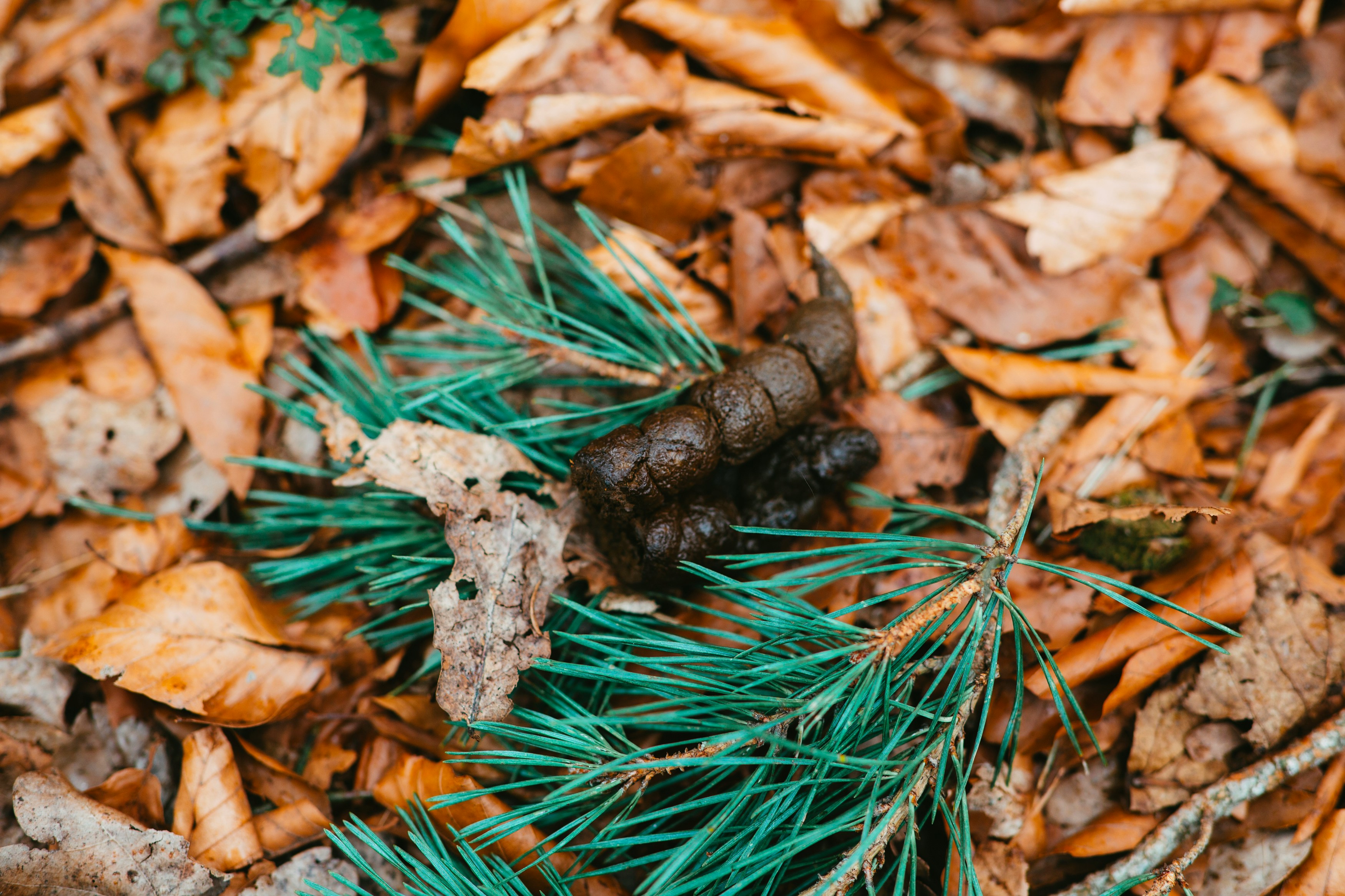 Microbiome Testing for Pets